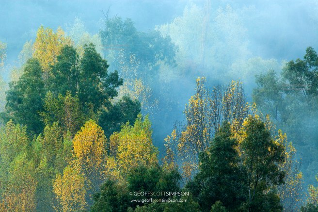 Autumnal Trees, Valle del Guadiaro