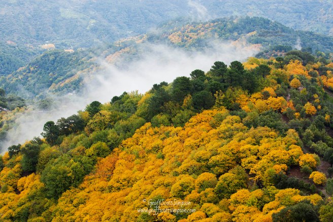 Castanea Forest in autumn, Valle del Genal