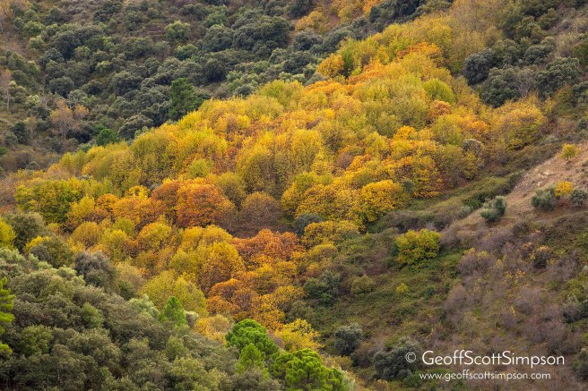 Castanea woodland in the Valle del Guadiaro, Andalucia, Spain