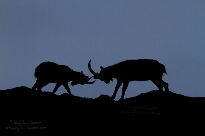 Iberian ibex rutting